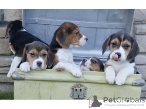 Photo №1. beagle - for sale in the city of San Cristobal | Is free | Announcement № 9927