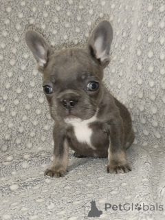 Photo №1. french bulldog - for sale in the city of Brest | negotiated | Announcement № 161223