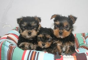 Photo №1. yorkshire terrier - for sale in the city of Albinen | 235$ | Announcement № 129286