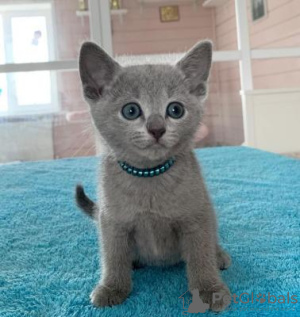 Photo №1. russian blue - for sale in the city of Kiev | Is free | Announcement № 95325