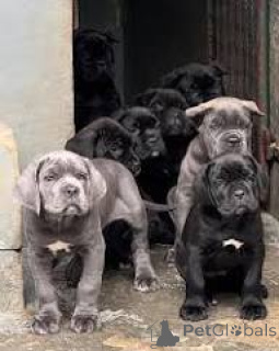 Photo №1. cane corso - for sale in the city of Vienna | 1032$ | Announcement № 165440