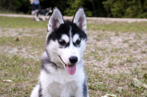 Photo №4. I will sell siberian husky in the city of Yalta. breeder - price - negotiated