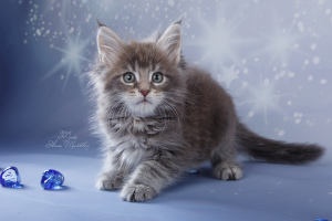 Photo №4. I will sell maine coon in the city of St. Petersburg. from nursery - price - negotiated
