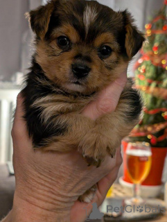Photo №2 to announcement № 173358 for the sale of yorkshire terrier - buy in Cyprus 