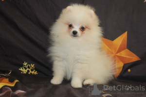 Photo №2 to announcement № 72160 for the sale of pomeranian - buy in Belarus breeder