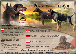 Photo №1. dobermann - for sale in the city of Minsk | 568$ | Announcement № 4904