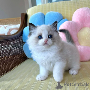 Photo №1. ragdoll - for sale in the city of Dublin | negotiated | Announcement № 156419