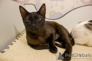 Additional photos: Black cat kitten Felicia as a gift to kind hearts!