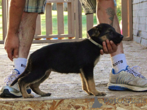 Photo №2 to announcement № 168846 for the sale of german shepherd - buy in United Kingdom 
