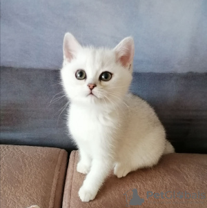 Photo №4. I will sell british shorthair in the city of Mogilyov. private announcement - price - negotiated