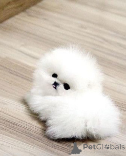 Photo №1. pomeranian - for sale in the city of Helsinki | 471$ | Announcement № 135208