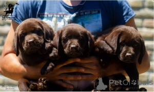 Photo №2 to announcement № 138369 for the sale of labrador retriever - buy in Serbia 