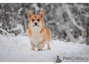 Additional photos: Welsh Corgi 3 months old (titled parents)