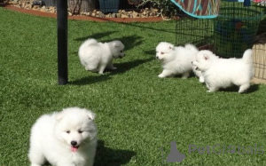 Photo №2 to announcement № 168385 for the sale of japanese spitz - buy in Sweden private announcement, breeder