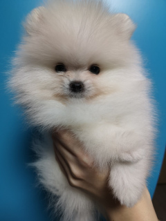 Photo №1. pomeranian - for sale in the city of Mogilyov | 1107$ | Announcement № 819