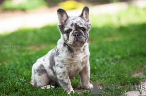 Photo №4. I will sell french bulldog in the city of Батуми.  - price - 1200$