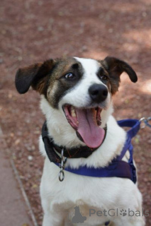 Photo №3. Meet the incredibly calm and smart Arnie!. Russian Federation