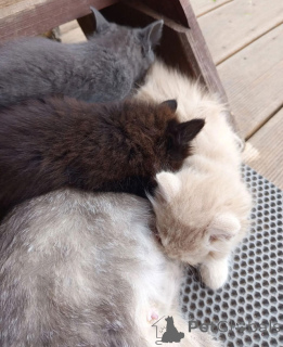 Photo №3. We are looking for a home for five incredibly beautiful kittens. Russian Federation