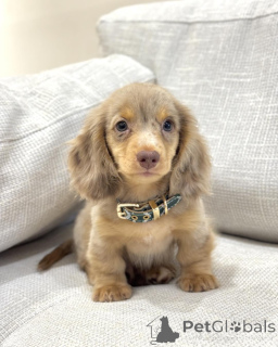 Photo №1. dachshund - for sale in the city of Brussels | negotiated | Announcement № 156453