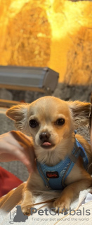 Photo №2. Mating service chihuahua. Price - Is free