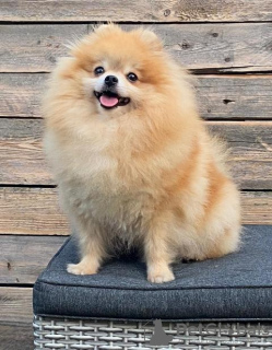 Additional photos: Pomeranian-Pomeranian Boo