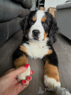 Photo №2 to announcement № 168565 for the sale of bernese mountain dog - buy in Germany breeder