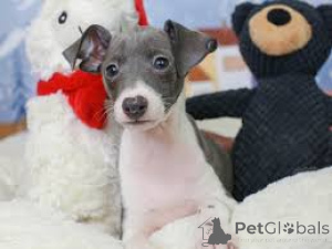 Photo №3. Italian Greyhound Puppies. Germany