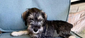 Photo №2 to announcement № 176318 for the sale of standard schnauzer - buy in Belgium private announcement