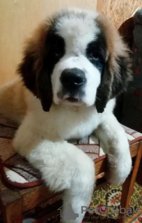 Photo №1. st. bernard - for sale in the city of Minsk | negotiated | Announcement № 31992