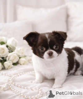 Photo №3. VIP beauty with blue eyes!. Ukraine