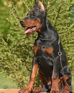 Photo №3. Doberman puppies are looking for new home!. Germany
