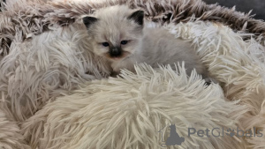 Photo №2 to announcement № 165212 for the sale of ragdoll - buy in Belgium private announcement, breeder