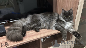 Photo №1. maine coon - for sale in the city of Ufa | negotiated | Announcement № 115139