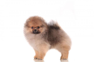 Photo №4. I will sell pomeranian in the city of Москва. breeder - price - 1464$