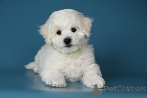 Photo №2 to announcement № 49327 for the sale of bichon frise - buy in Ukraine private announcement