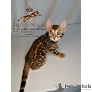Photo №2 to announcement № 9440 for the sale of bengal cat - buy in Russian Federation from nursery, breeder