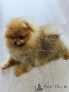 Photo №2 to announcement № 163833 for the sale of pomeranian - buy in Georgia private announcement, from nursery, breeder