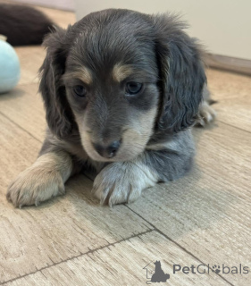 Photo №1. dachshund - for sale in the city of Berlin | negotiated | Announcement № 156538