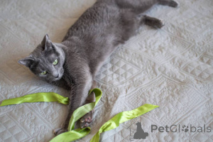 Photo №2 to announcement № 173620 for the sale of russian blue - buy in Luxembourg private announcement, breeder
