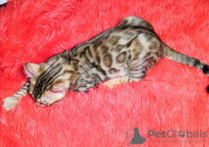 Photo №3. Bengal kittens for sale. Russian Federation