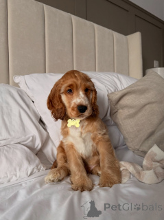 Photo №1. american cocker spaniel - for sale in the city of Capelle Aan Den Ijssel | negotiated | Announcement № 177755
