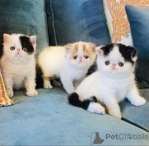 Photo №1. exotic shorthair - for sale in the city of Helsinki | 258$ | Announcement № 154768