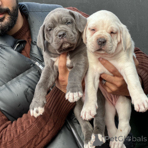 Photo №2 to announcement № 176442 for the sale of cane corso - buy in Germany breeder