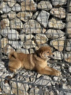 Photo №4. I will sell shiba inu in the city of Vladičin Han. breeder - price - negotiated