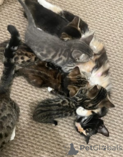 Photo №2 to announcement № 160381 for the sale of munchkin - buy in Germany breeder