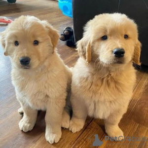Photo №2 to announcement № 98604 for the sale of golden retriever - buy in Sweden 