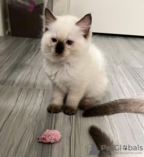 Photo №3. Ragdoll kitten. United States