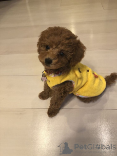 Photo №2 to announcement № 132983 for the sale of poodle (dwarf) - buy in United States 