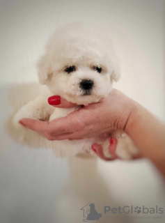 Additional photos: Bichon Frieze puppy for sale