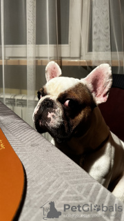 Photo №4. I will sell french bulldog in the city of Lviv. private announcement - price - negotiated
